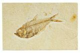 Detailed Fossil Fish (Diplomystus) - Wyoming #345374-1